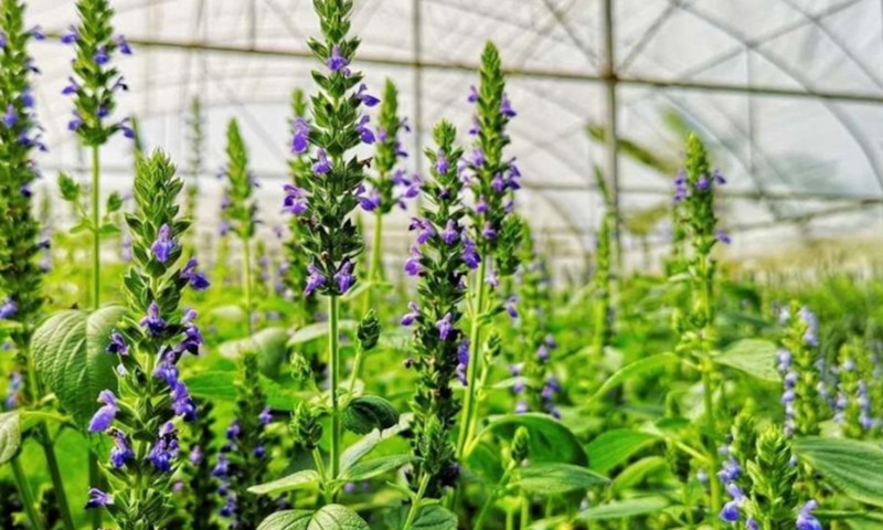 Чиа на грядке: заокеанское чудо