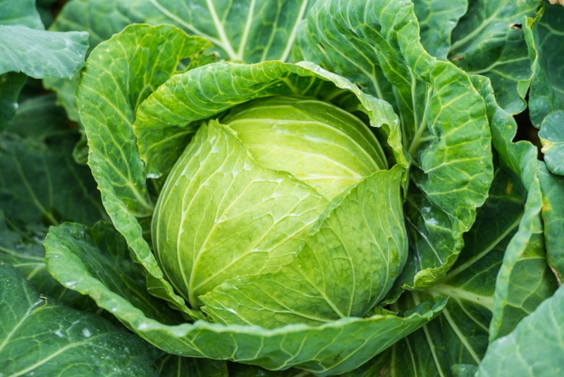 Капустные лунки: добавки для богатого урожая