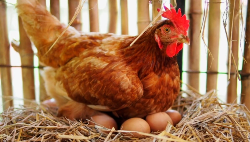 Пророщенное зерно: энергия для несушек
