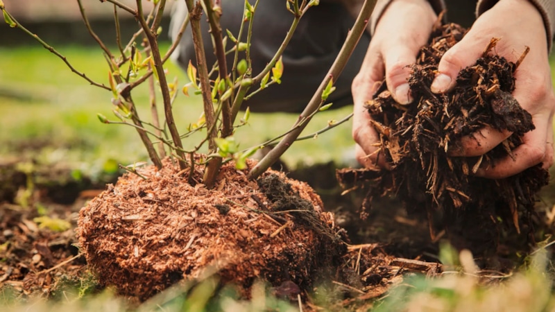 Подзимняя посадка: сила куста