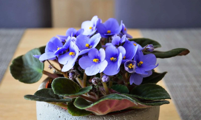 Комнатные фиалки: пышное цветение