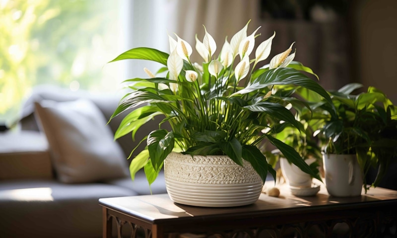 Комнатные растения: витаминная подкормка