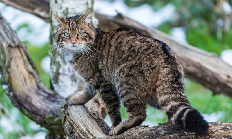 Экология островов: дикие кошки