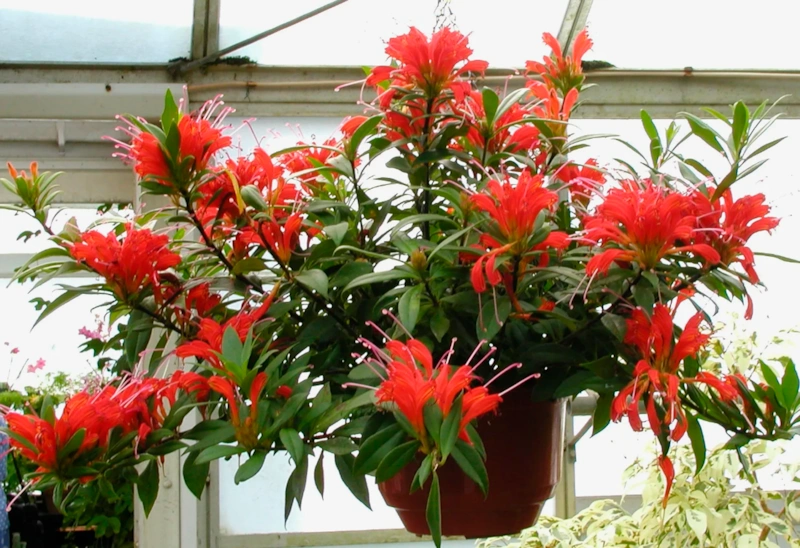 Комнатный цветок: эсхинантус в цвету