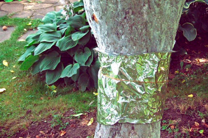 Защита сада: фольга на дереве
