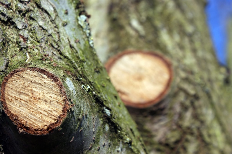 Обработка сада: йод на спиле