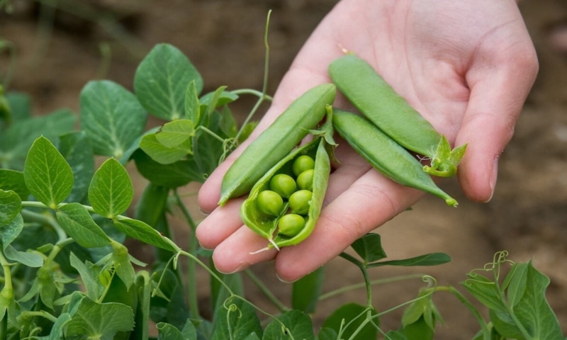 Дачный прием: прищипка гороха