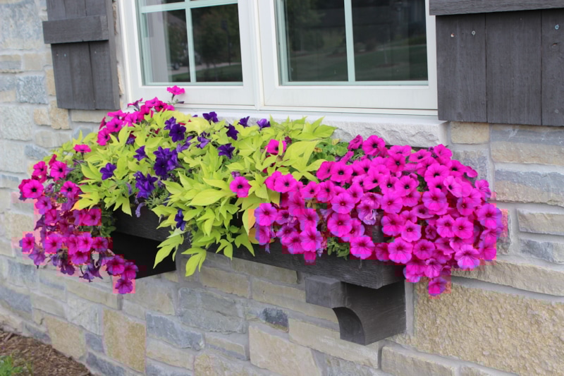 Рассада петунии: январский посев Рассада петунии: январский посев