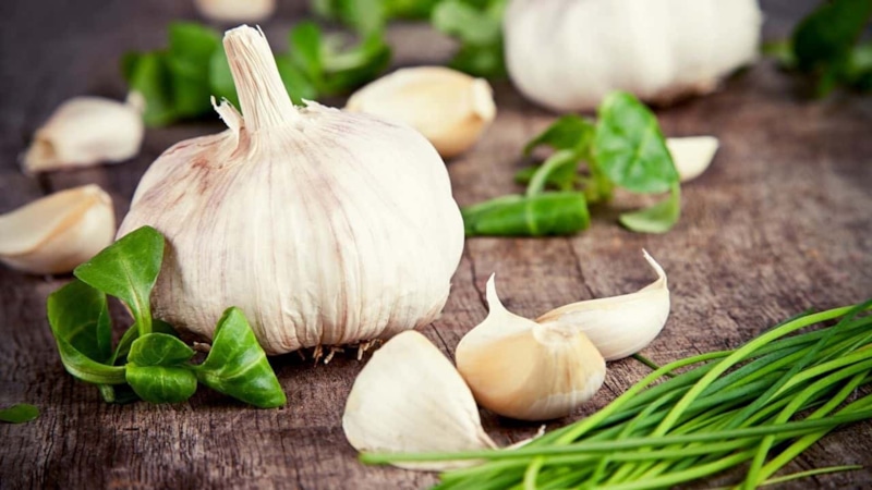 Чеснок и здоровье: польза, риски, баланс