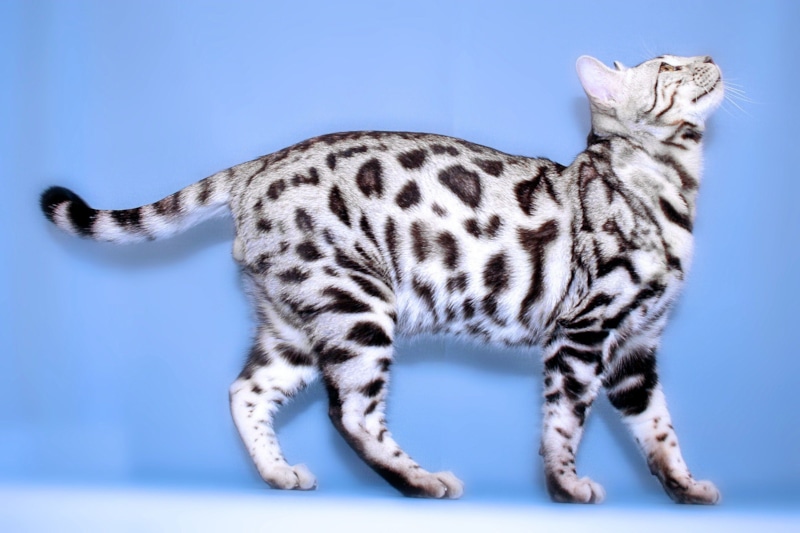 Кошки и дети: сложное соседство Кошки и дети: сложное соседство