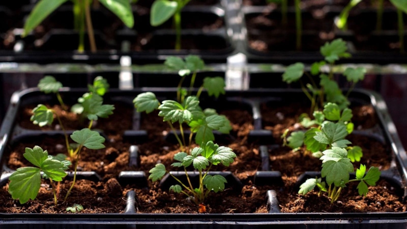 Зимний посев: земляника и клубника