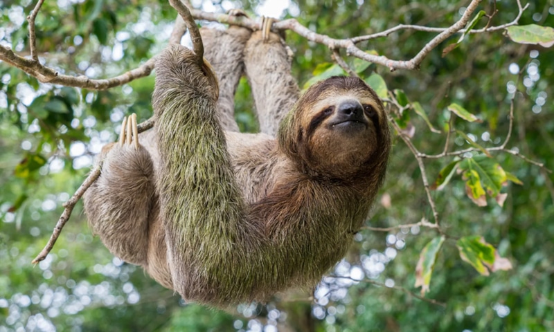 Медленные животные: эволюция без скорости Медленные животные: эволюция без скорости