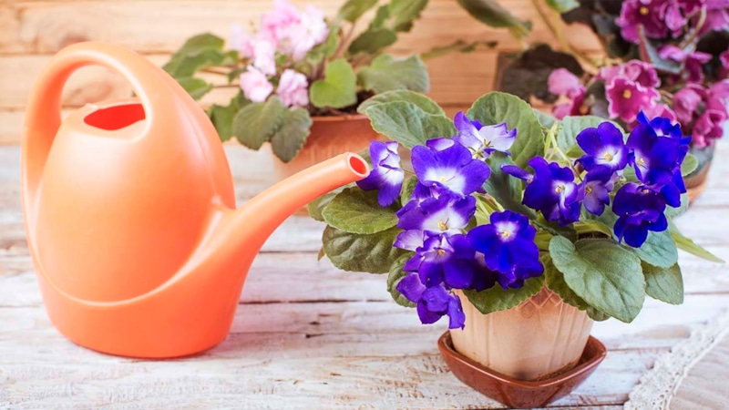 Фиалка зимой на подоконнике: уход и полив