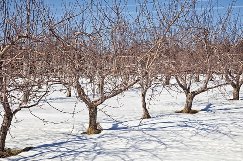 Зимний сад: рыхлый снег под деревом