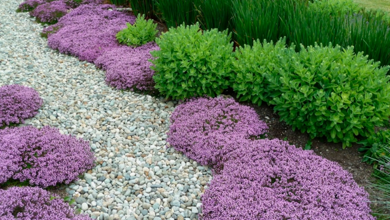Почвопокровные растения вместо газона: зеленый ковер