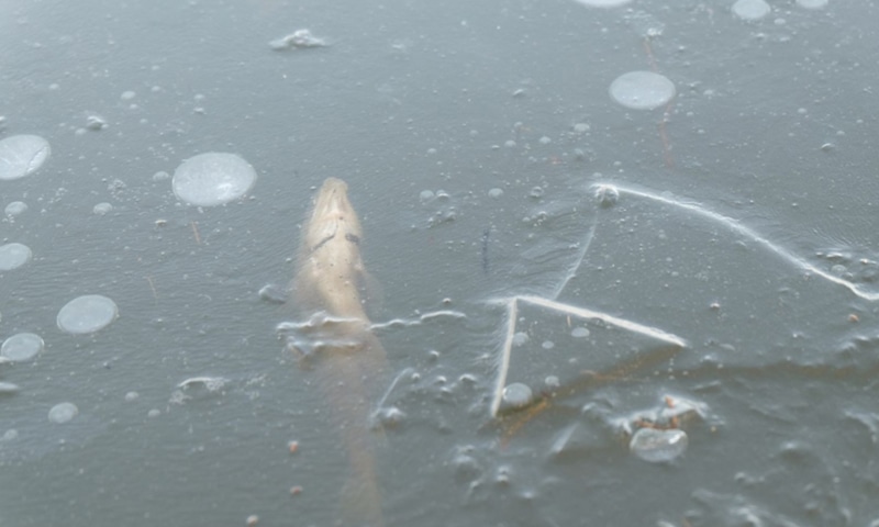 Зимнее озеро: спасение рыбы