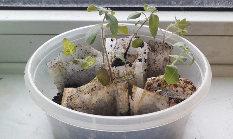 Рассада в чайных пакетиках: ростки жизни