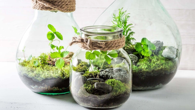 Домашний террариум: мини-экосистема