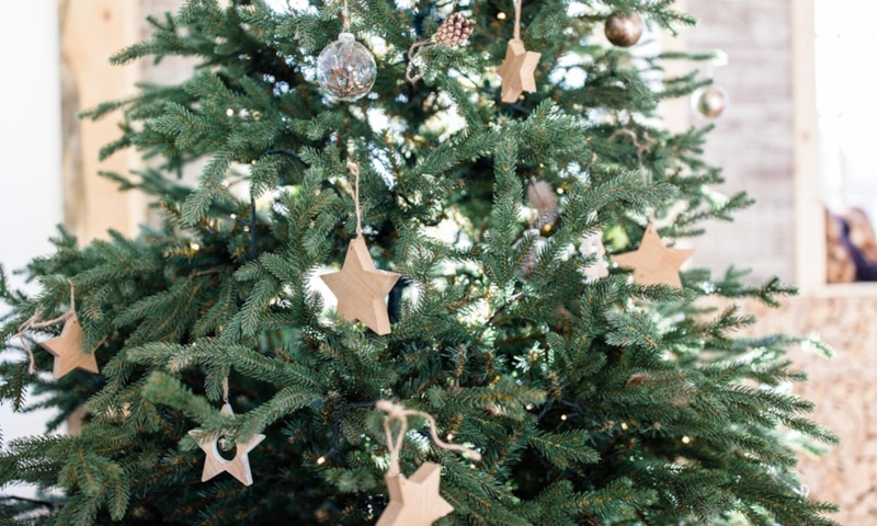 Живая елка: польза хвои