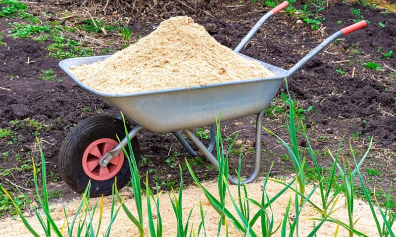 Опилки в огороде: скрытая польза