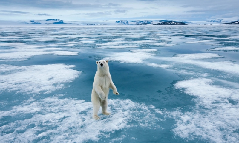 Белые медведи: ДНК и потепление