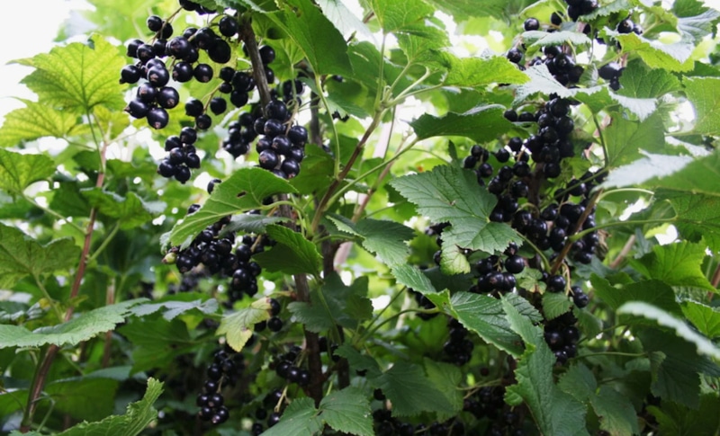 Смородина зимой: черенки в рост