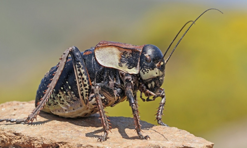 Степной толстун: редкая находка