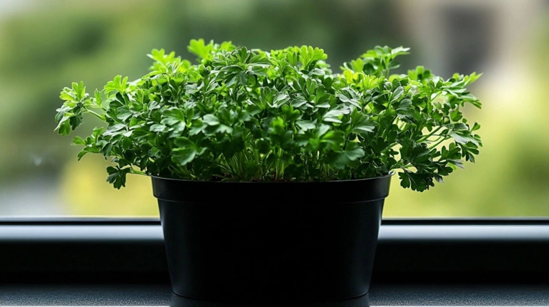 Петрушка на подоконнике: быстрый рост
