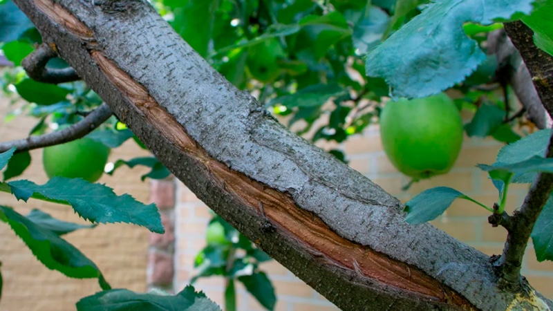 Трещины коры яблони: причины и лечение Трещины коры яблони: причины и лечение