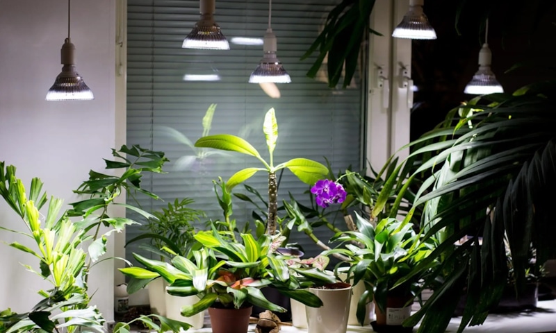Зимняя досветка: комнатные растения
