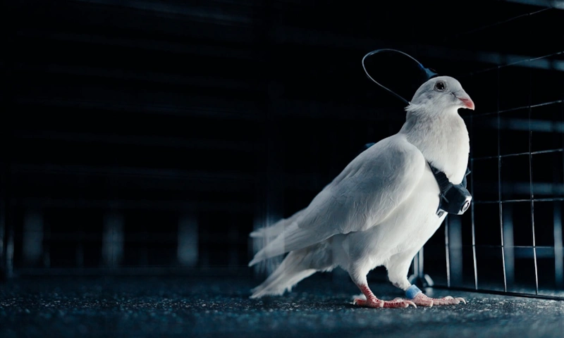 Голубь-биодрон: скрытая технология