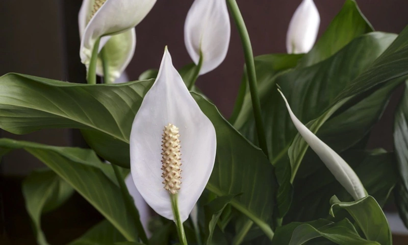 Спатифиллум в цвету: белые паруса