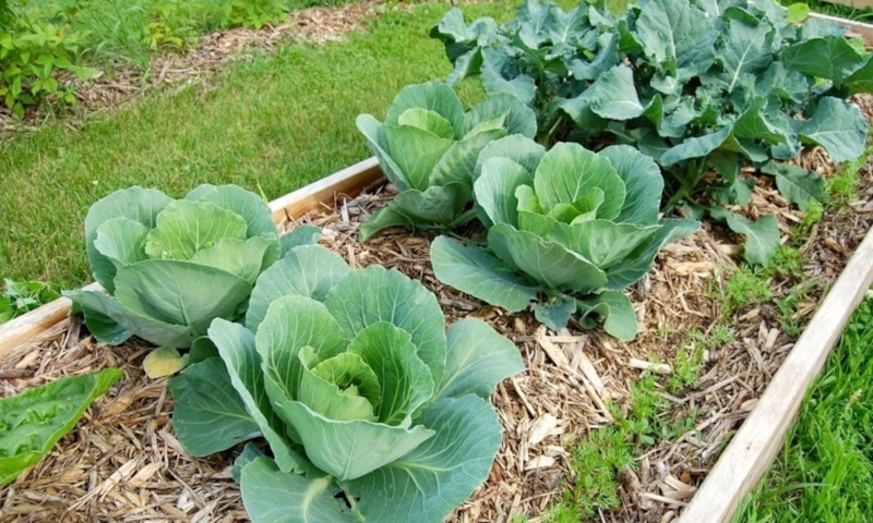 Огородные вредители: защита грядок Огородные вредители: защита грядок