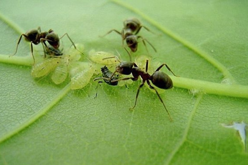 Муравьи в саду: народный метод Муравьи в саду: народный метод