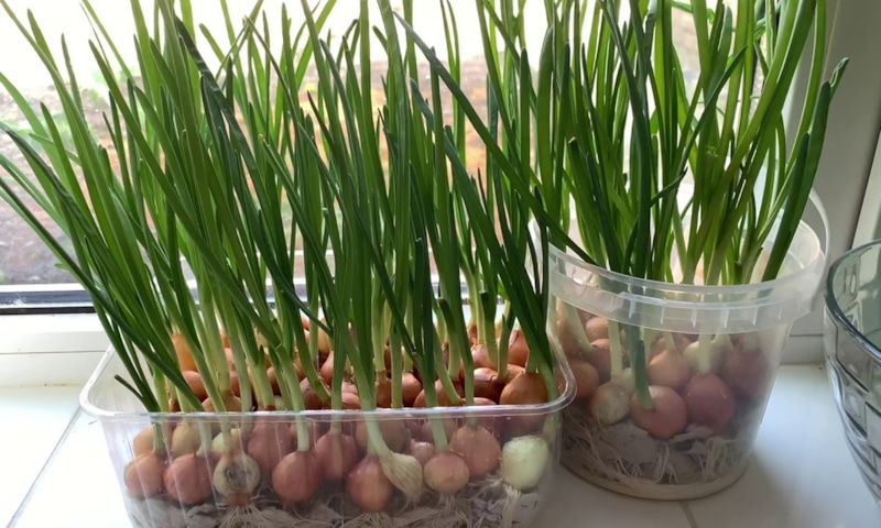 Лук на подоконнике: зимняя зелень