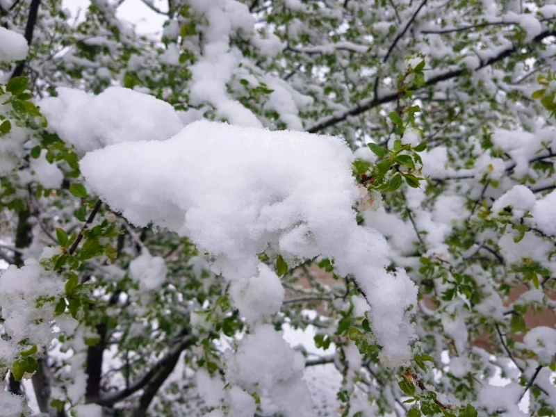 Мокрый снег: риск для сада Мокрый снег: риск для сада