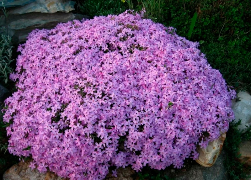 Флокс шиловидный: малиновое цветение Флокс шиловидный: малиновое цветение