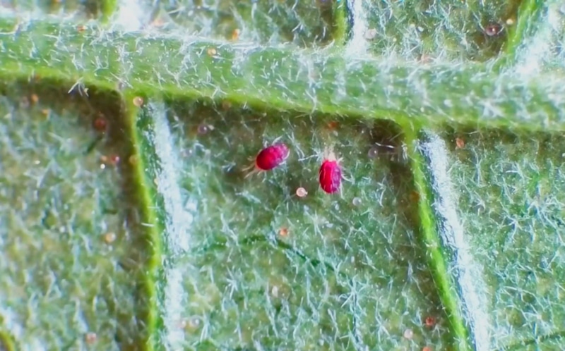 Комнатные растения: признаки паутинного клеща Комнатные растения: признаки паутинного клеща