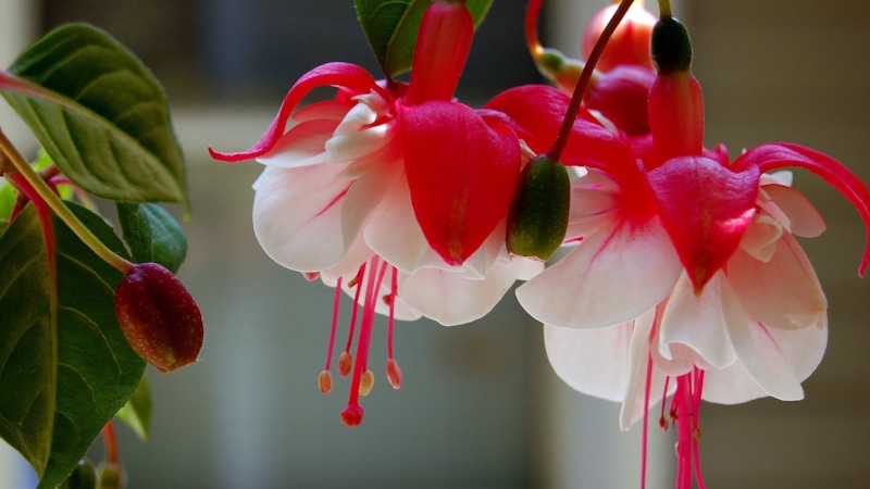 Фуксия в цвету: яркий акцент дома