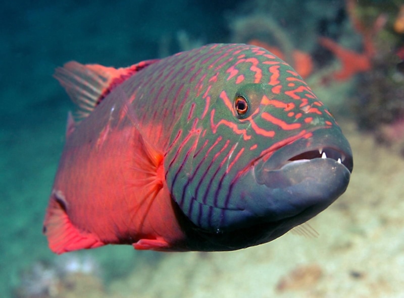 Губаны с камнем: рыбы-умники