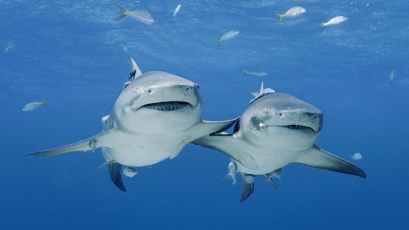 Говорящие акулы: неожиданное открытие ученых