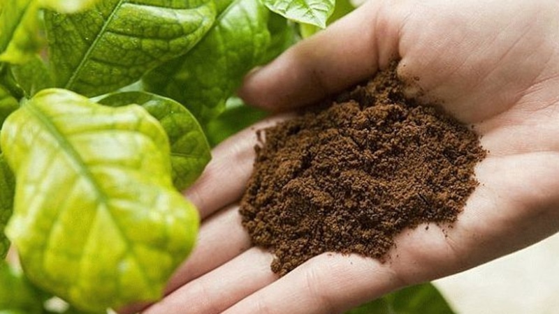 Отходы с кухни: дачная польза Отходы с кухни: дачная польза