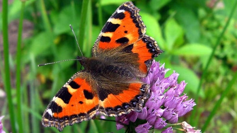 Полезные насекомые: оставьте в саду