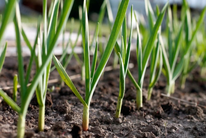 Весенняя подкормка чеснока: нужна органика