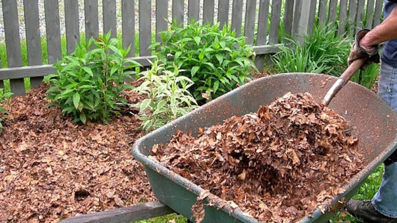 Мульча на грядке у растений: правильная подготовка