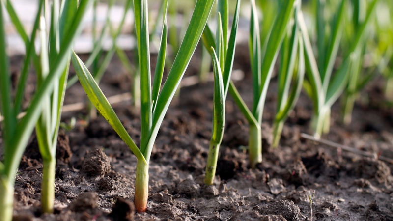 Весенние подкормки: чеснок крепче