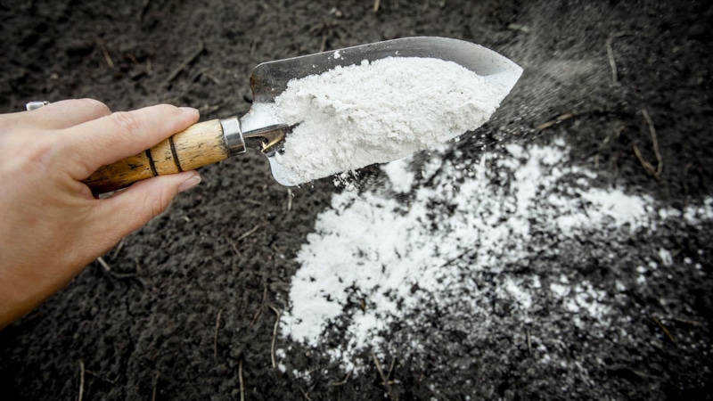 Ошибки в уходе: вредные садовые советы Ошибки в уходе: вредные садовые советы