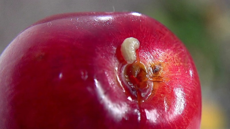 Натуральная защита: вишня без вредителей