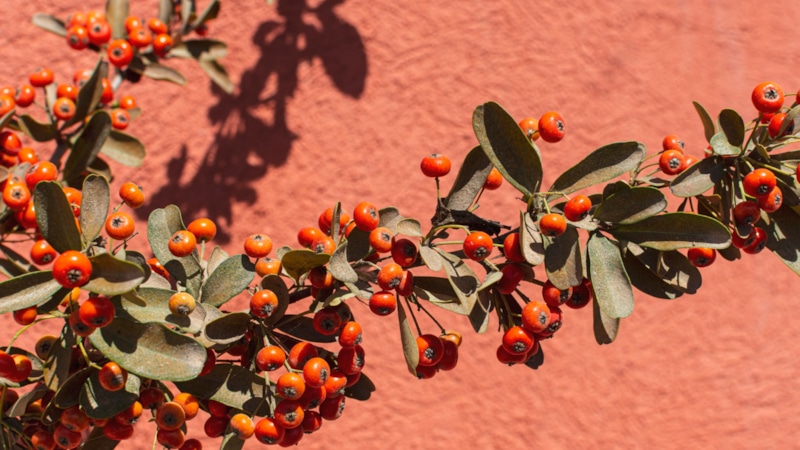 Опасные деревья: угроза участку