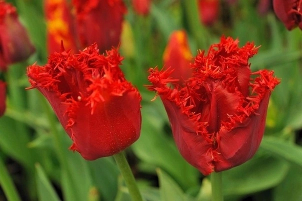 Тюльпан «Валерий Гергиев»